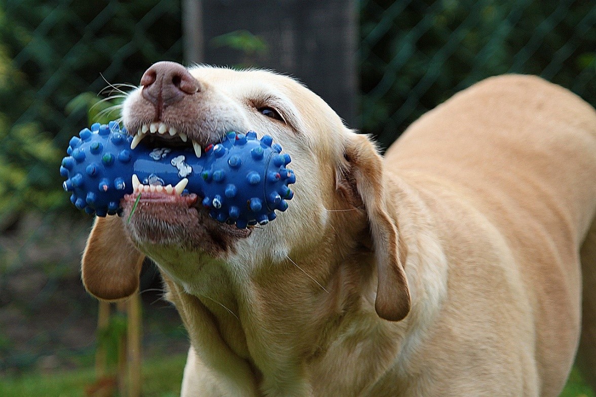 According To Our Dogs These Are The Top 12 Dog Toys