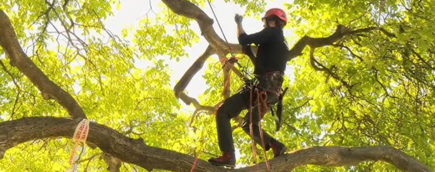 How Can Tree Climbers Keep Themselves Safe With TreeseStuff