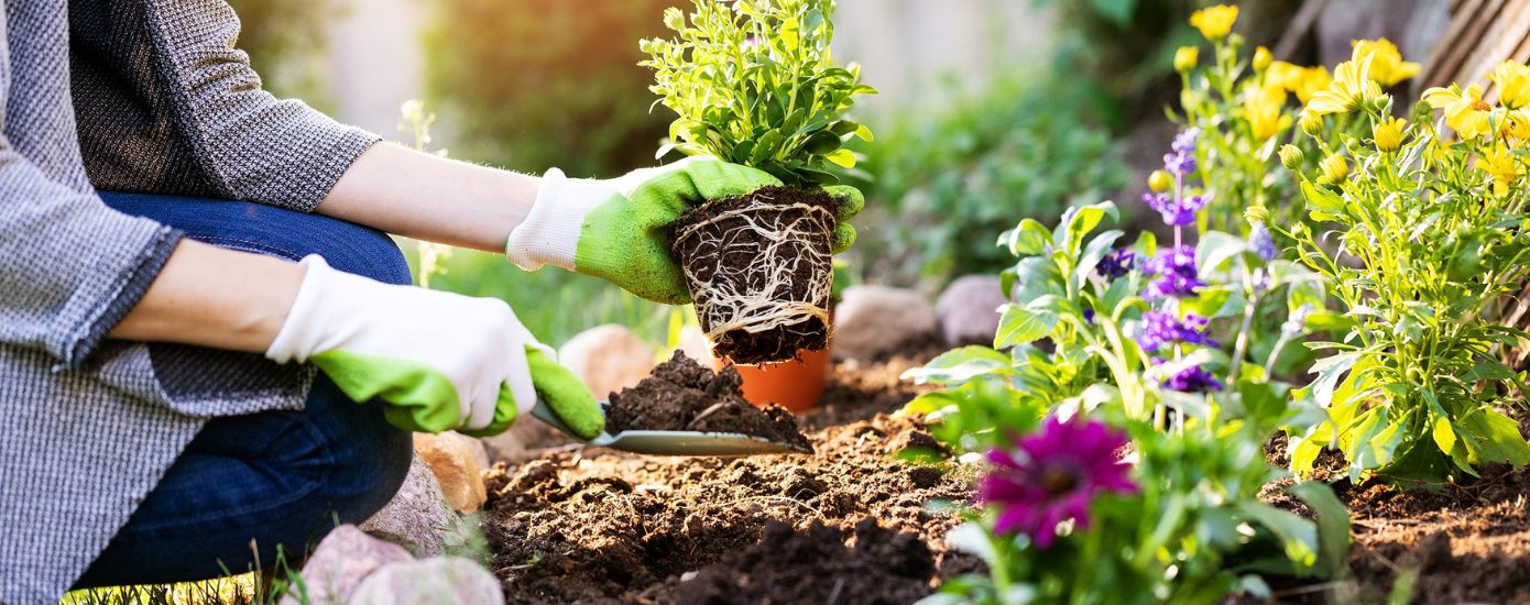 Organic Gardening