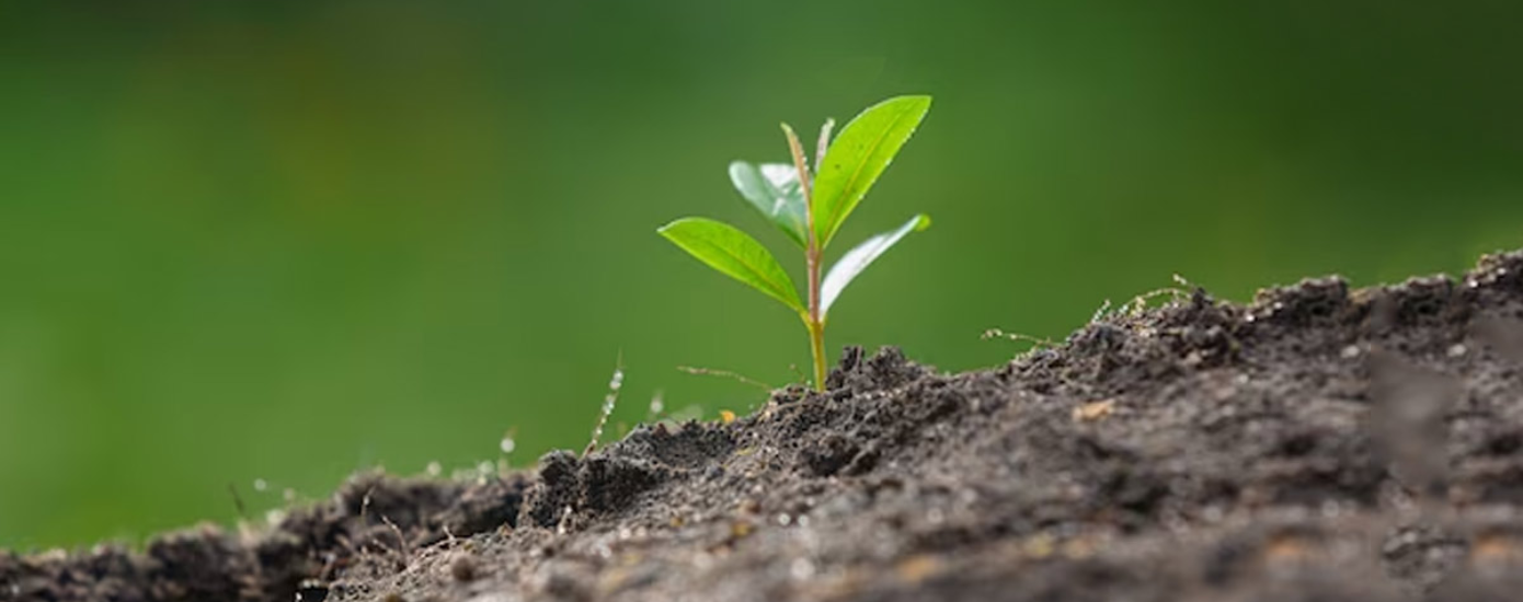 growth-regulators-organic-methods